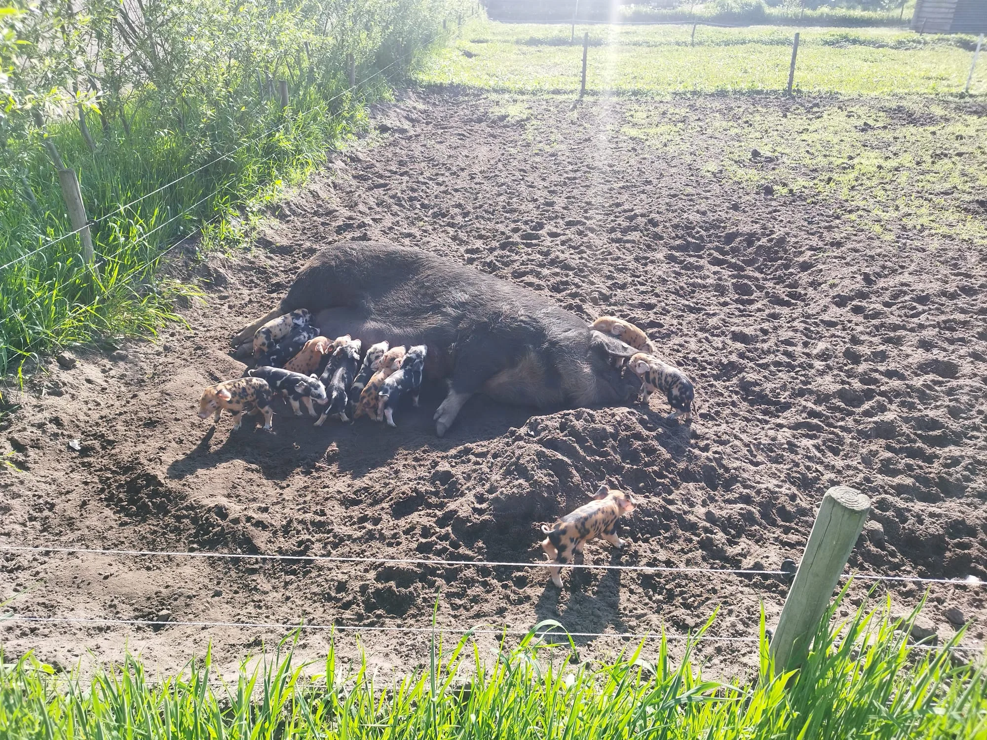 Camperplaats en boerderijwinkel Puur Berkshire foto 8